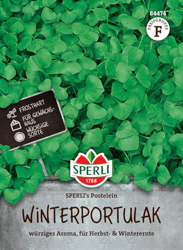 Sperli Winterportulaksamen SPERLI's Postelein - Kräutersamen für Wintersalat, Kübelgeeignet, Wuchshöhe 15-25 cm, Portulak Samen | Aussaat Herbst bis Winter, ertragreich, vitaminreich, einfache Anzucht, ideal für Balkon und Garten