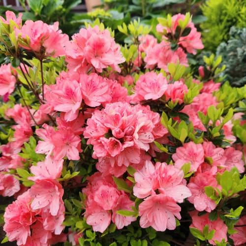 semillas resistentes de azalea - interior 10pcs