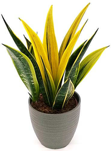 POWERS TO FLOWERS - SANSEVERIA GOLDEN FLAME IN VASO CERAMICA ANTRACITE RIGATO, vaso 18cm, pianta vera