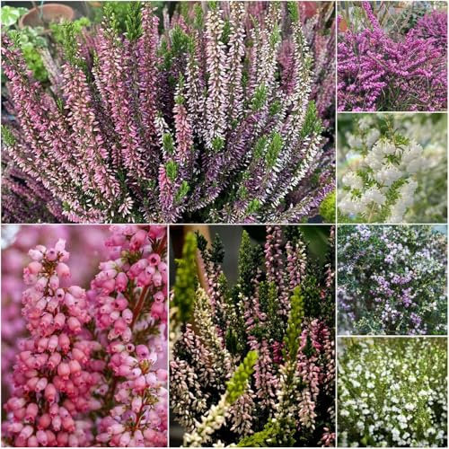 semillas de brezo de invierno jardín sala estar prados primavera, decoración balcones 400pcs