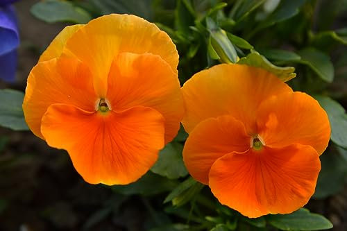 Pansy Plants, Pansy 'Halloween Mix', 20 x Full Plants, Bedding Plants, Pansies, Garden Flowers, Flowering, Garden Ready and Ready to Plant, Premium Quality Flowers