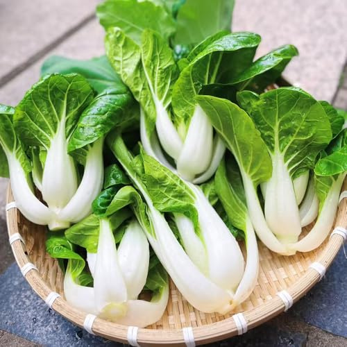 Col china, semillas de pak choi, resistentes de jardín variedades antiguas jardín del balcón exótico variedades antiguas regalos 500pcs