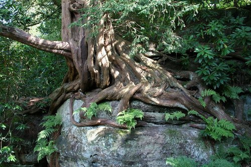 Eibe 20 Samen -Taxus baccata- (Heimischer Baum - Winterhart) Auch Bonsai geeignet
