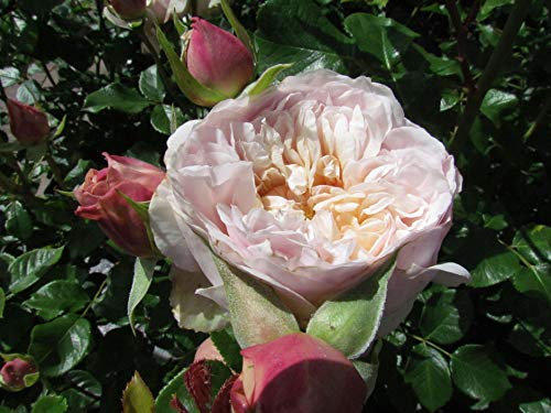 Emily Bronte - 5.5lt Potted, David Austin Roses - English Shrub Garden Rose, Highly Fragrant & Attractive Cream and Pink Rosette Flowers with Yellow Centre, Rich Fruity Fragrance