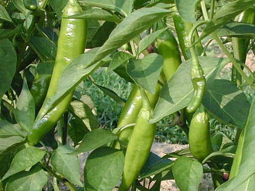 Anaheim 10 Chilli Seeds by CHILLLIESontheWEB - Pick and Mix Get 4 for 3