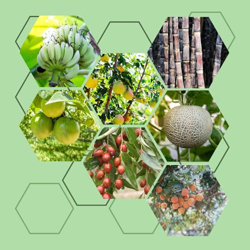 840 pcs obst samen set balkon - bonsai bäumchen kaufen winterfeste pflanzen für balkon bio obstsamen, obstbäume deko pflanzen bio saatgut zwergobstbäume nachhaltige geschenke obst samen