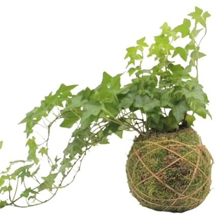 Planta Hiedra KOKEDAMA Artesanal DECOALIVE Planta en Bola de Musgo