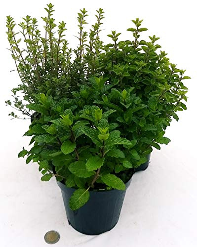 POWERS TO FLOWERS - MENTA MOJTO, MAGGIORANA, ORIGANO, AROMATICHE BIO, piante vere