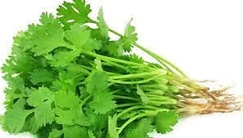 Herb Plants, 'Coriander', 2 x Full Plants in 9cm Pots, Garden Herbs, Coriander, Cooking Essential, Indoor or Outdoor, Garden Ready and Ready to Plant, Premium Quality Herbs