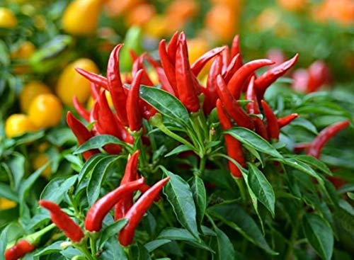25 Graines de Piments Oiseau - légumes jardins potager- semences paysannes reproductibles - SemiSauvage