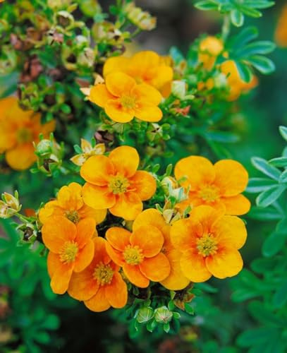 Potentilla x cult. 'William Rollisson' ca. 9x9 cm Topf - Fingerstrauch, gelbe Blüten, Blütezeit Juni-September, ideal für Rabatten, pflegeleicht und winterhart