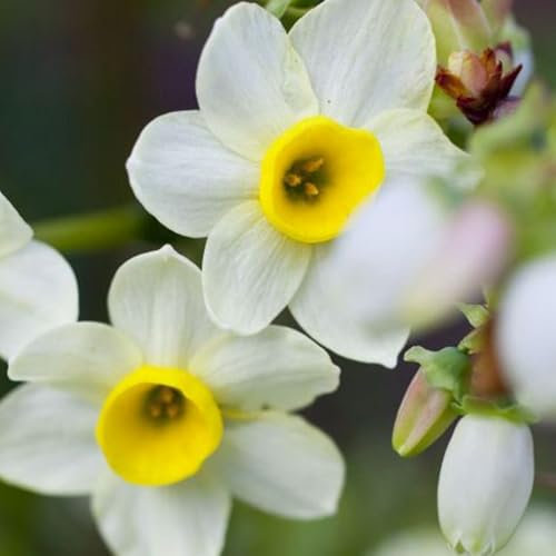 Carbeth Plants - 100 x Daffodil Minnow Spring Bulbs