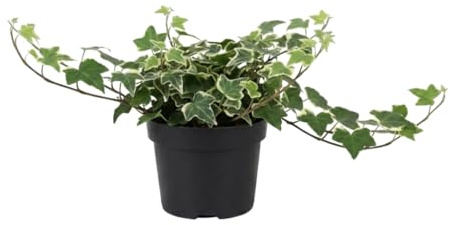 DECOALIVE Hedera Helix Variegata Hiedra común variegada para Interiores con Luz Indirecta Maceta 13 cm y Planta de 25 cm