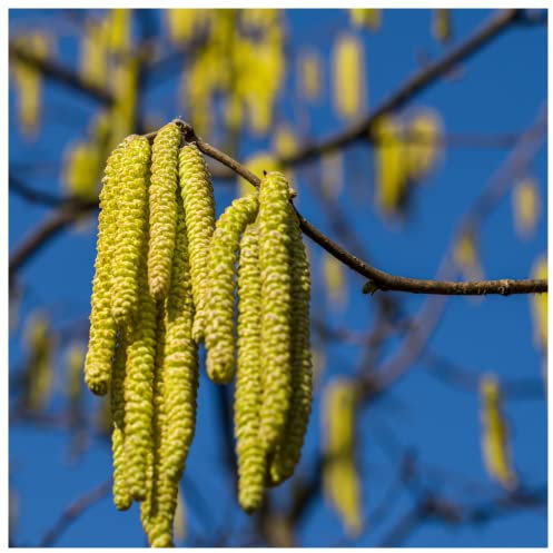 3 Hazel Plants, 40-60cm Flowering Edible Nut Hedge Wildlife Friendly Hedge 3fatpigs®