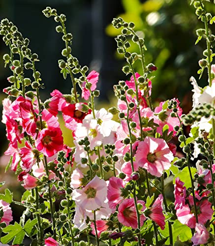 Earthcare Seeds Hollyhock Indian Spring Mix 150 Seeds (Alcea rosea)
