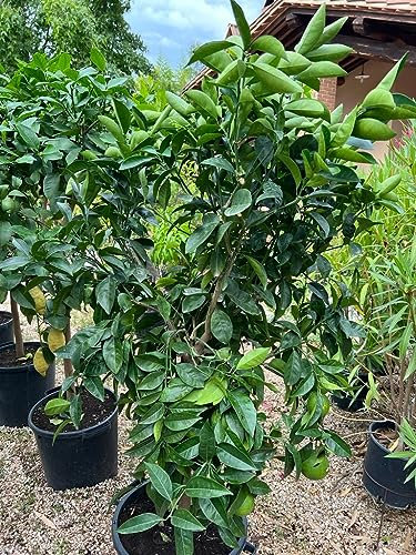 EURO PLANTS VIVAI Agrumes orange vanille plante fruitière sur pot 35 cm * Hauteur : 150~160 cm
