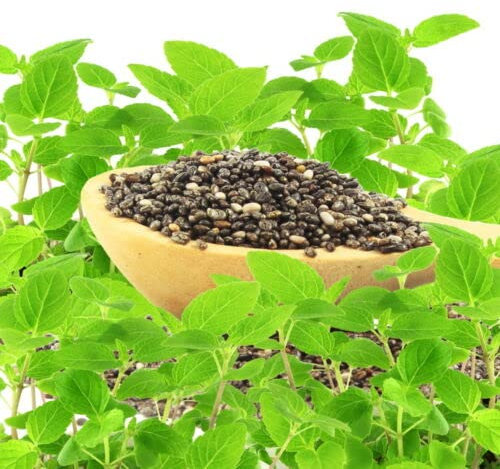 SEMILLAS La salvia española es la proveedora de las preciadas semillas de chía