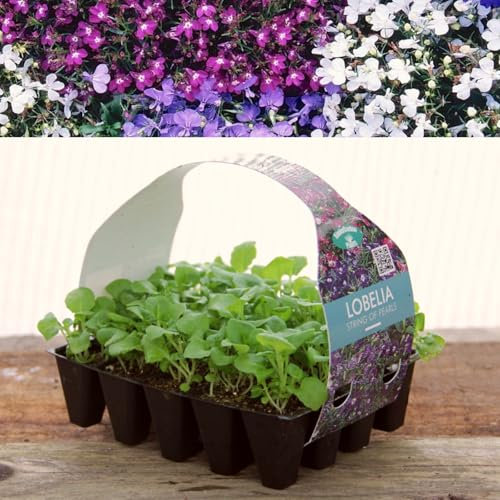 Plug Plants Lobelia String of Pearls Mix - 20 Plants Per Tray - Ready to Grow On Bedding Plugs - Summer Flowering Ideal for Containers, Patio Pots and Beds or Borders - 1 Pack