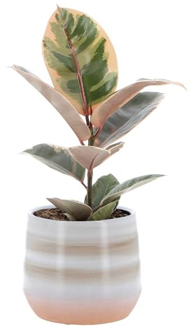 KENTIS - Ficus Robusta 'Belize' - Fico del Caucciù - Piante Vere da Appartamento - Pianta Purifica Aria Da Interno - H 40-50 cm Vaso Ø 14 cm