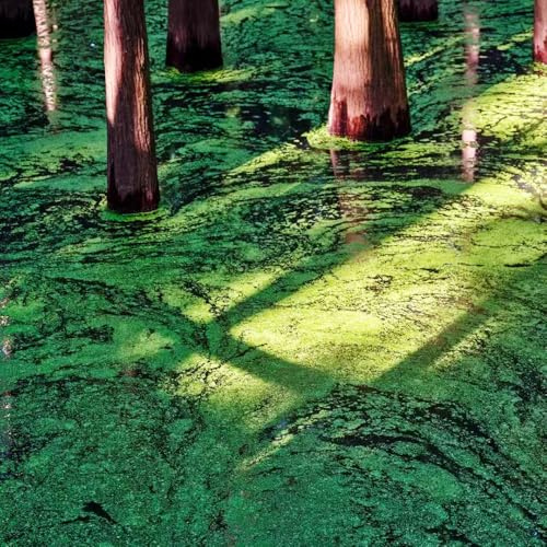 Semillas de lenteja de agua - acuario regalos para jardineros extraño exótico acuáticas productos sostenibles verdes acuario orgánico jardín Regalos 200pcs