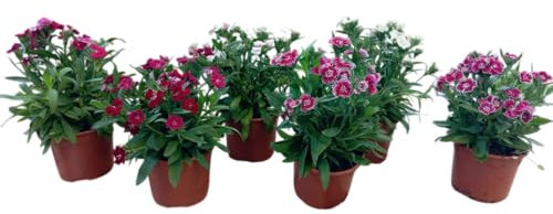 Pack Clavel Vivo – 6 Unidades Naturales con Flor Tradicional y Elegante