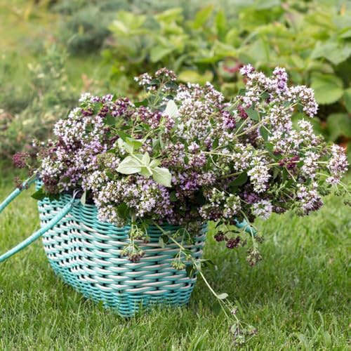 semillas mejorana organica de mejorana Resistente de jardin resistentes - Serie Raras 500pcs