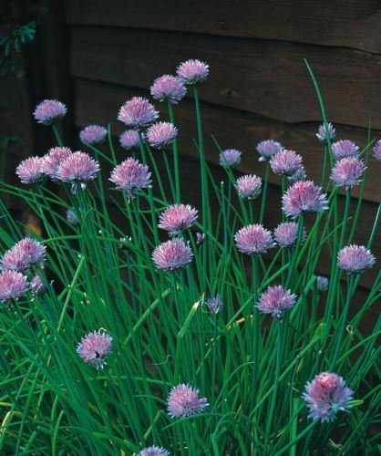 Just Seed - Herb - Chives Medium Leaved - Allium schoenoprasum - 400 Seeds - Economy Pack