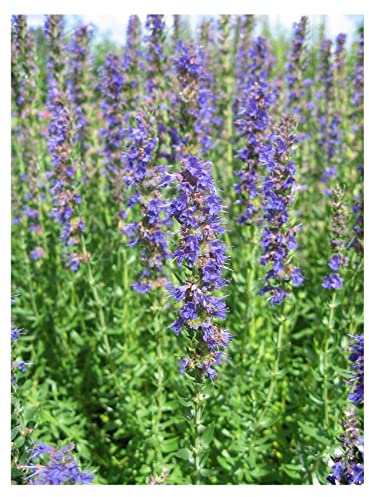 PREMIER SEEDS DIRECT - Giant Hyssop - AGASTACHE Mexicana - Lavender Blue - 1400 Seeds
