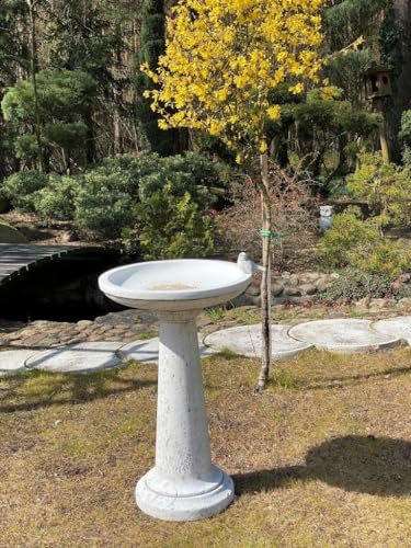 Premium arkitektonisk betong fågelbad – 76 cm höjd
