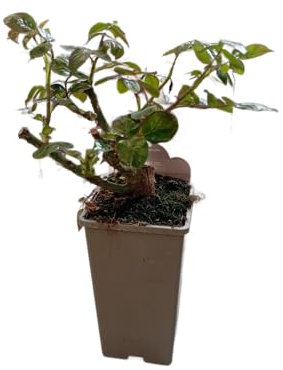 Rosal Rosa en Maceta Arbusto de Rosas Naturales Flores Vivas