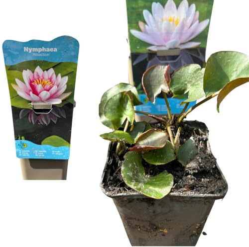 IFLO® Seerosen Set winterhart für Gartenteich & Miniteich – 1 Nymphaea Rot Wasserpflanzen mehrjährig für Teich, Kübel & Fass – verschiedene Blütenfarben