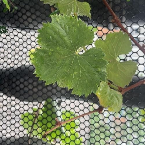 Schwarzer Geflügelzaun, robuster und langlebiger Kunststoff-Hühnerdrahtzaun für Bastelarbeiten, Blumennetz, 1 x 30 m