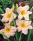 Hemerocallis x cult. 'Gentle Shepherd' ca. 11x11 cm Topf - Taglilie, cremeweiße Blüten, Blütezeit Juni-August, ideal für Rabatten, pflegeleicht und winterhart