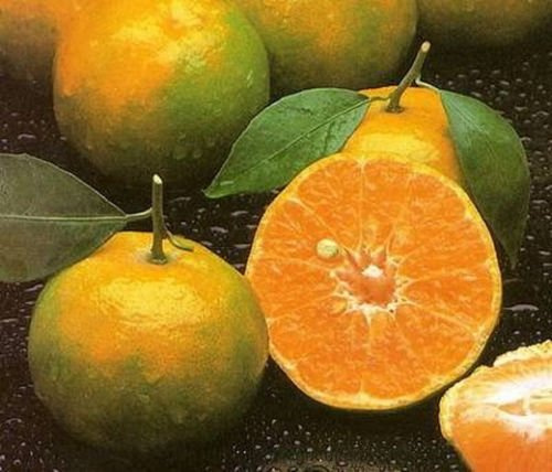Graines de mandarine italienne Arbre fruitier Agrumes très sucrés Tangerina paquet de 100 graines