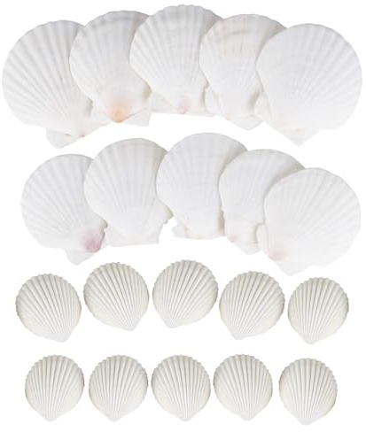 XTDMJ Muscheln Natürliche Muscheln Jakobsmuscheln Dekorative Muscheln zum Basteln DIY Kreative Muschelmalerei Set als Vasenfüller für Aquarien
