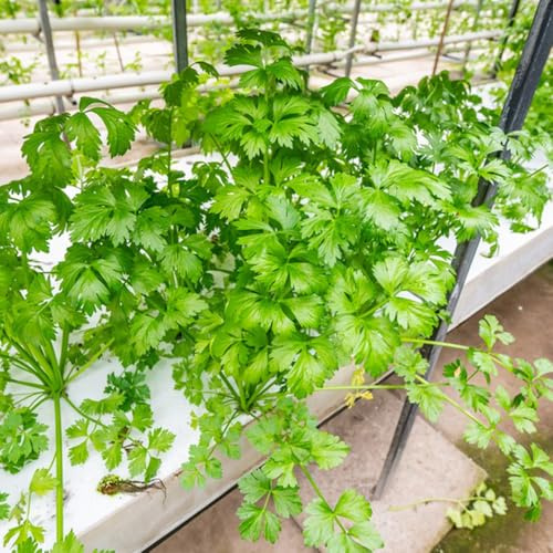semillas de apio organicas de invierno de apio, variedades 300pcs