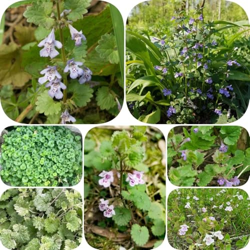 Semi di edera terrestre - esotico da balcone semi di aromatiche per giardinieri decorazioni da giardino per esterni selvatici come 300pcs