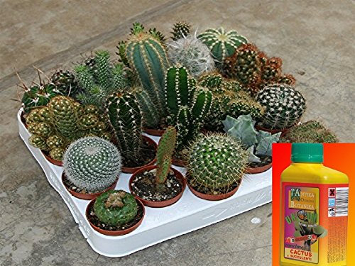 piante grasse vere miste cactus e Succulente,COMUNI E NON COMUNI, 20 PZ + 1 concime piante grasse ml 500 Mondonatura srl