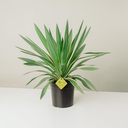 Plantì Yucca Gloriosa | Pianta Vera da Esterno, Resistente e Ornamentale | Adatta a Vasi e Giardini Rocciosi | Altezza Fino a 150 cm | Vaso da 19 cm