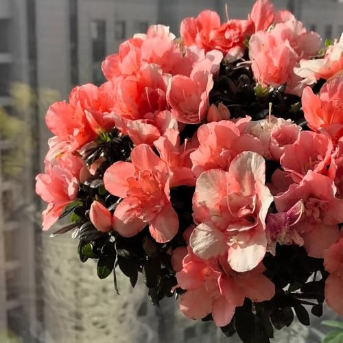 Semi di rododendro, esotici, azalea resistenti, rustica, campo da balcone, 350pcs