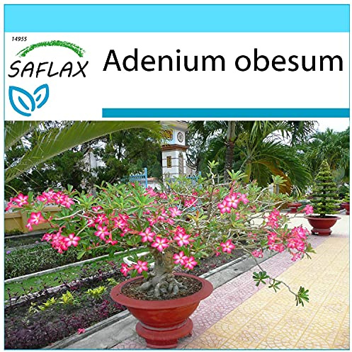 SAFLAX - Geschenk Set - Bonsai - Wüstenrose - 8 Samen - Mit Geschenk- / Versandbox, Versandaufkleber, Geschenkkarte und Anzuchtsubstrat - Adenium obesum