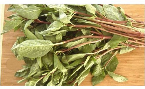 Fresh Thai basil - 16 oz (approx 30 stalks)