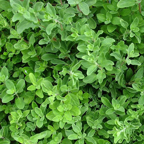 Plant World Seeds - Herb Sweet Marjoram Seeds (Herb Seeds)