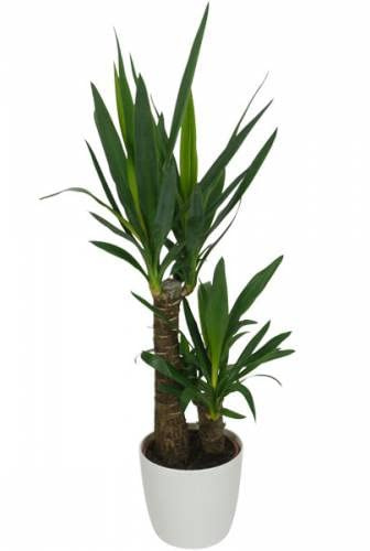 Yucca de 2 Troncos - Planta Natural para Crear un Ambiente Acogedor en tu Hogar