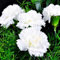 Semillas de flor de clavel para plantar blancas