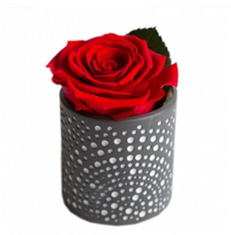 Echte haltbare Rose rot Diamant konservierte Blume im Porzellanwindlicht Geschenk Set CelebrationThe Rose of the Prince