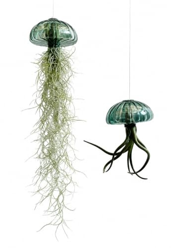 Jellyfish Luftpflanze XL – Smaragdgrüner Glas-Seeigel (ca. 13 cm) mit Tillandsia – Handgemacht & Pflegeleicht – Hängedeko – Geschenkidee – Trendyairplants