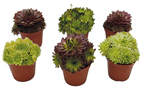 UNUS Garden Sempervivum Mix Hauswurz echte Pflanzen 6er Set winterhart