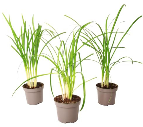 Plant in a Box - Tulbaghia violacea 'Knobikraut' - Wild Garlic - Purple Flowers - Set of 3 - Pot Size 9 cm - Height 15-25 cm