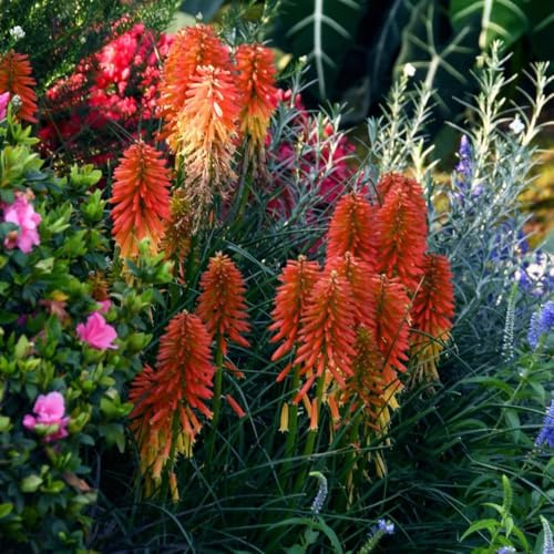 Semi di giglio torcia - Kniphofia uvaria - esotiche resistenti Le sono perenni resistenti esotici 100pcs